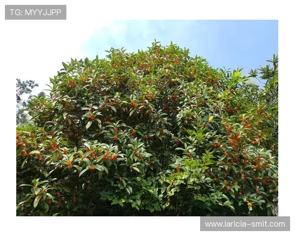 凯发手机版APP充值流程详解，快速便捷完成资金充值无忧无虑